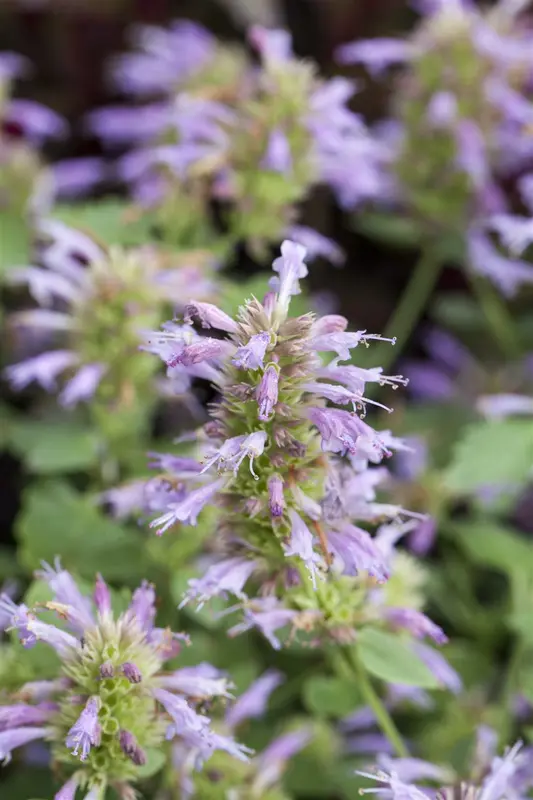 Agastache hybr. 'Fleur' P9 - afbeelding 2