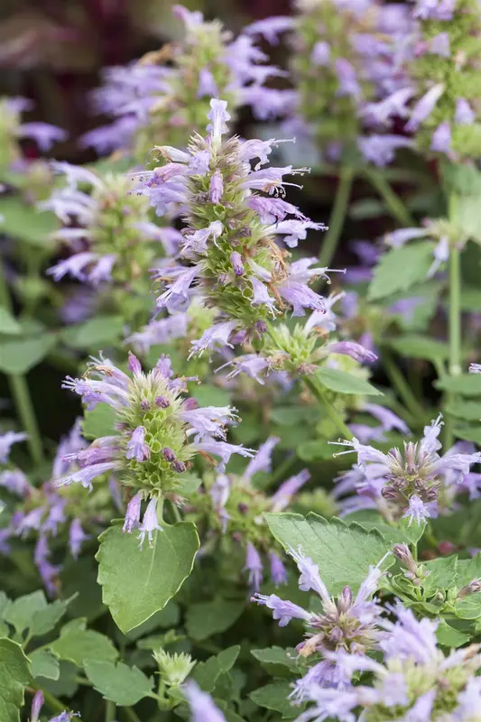 Agastache hybr. 'Fleur' P9 - afbeelding 3