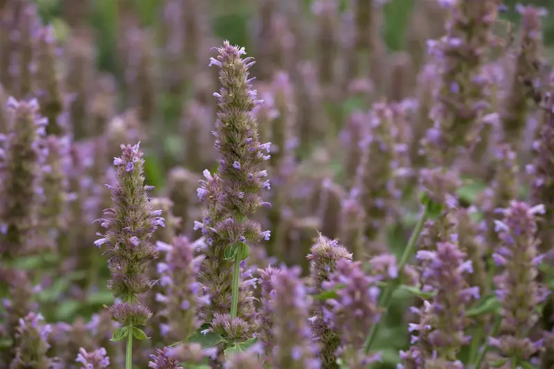 Agastache hybr. 'Fleur' P9 - afbeelding 1
