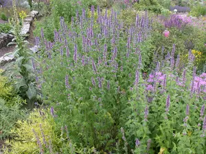 Agastache hybr. 'Fleur' P9 - afbeelding 5