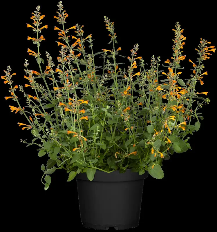 Agastache hybr. 'Kolibri' P9 - afbeelding 1