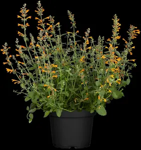 Agastache hybr. 'Kolibri' P9 - afbeelding 1