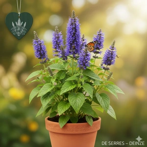 Agastache rugosa 'Serpentine' P9
