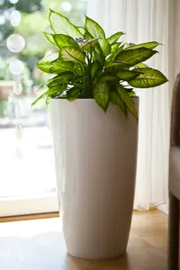 aglaonema p17 h50 - afbeelding 3