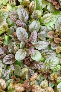 Atropurpurea - afbeelding 9