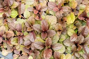 Atropurpurea - afbeelding 8