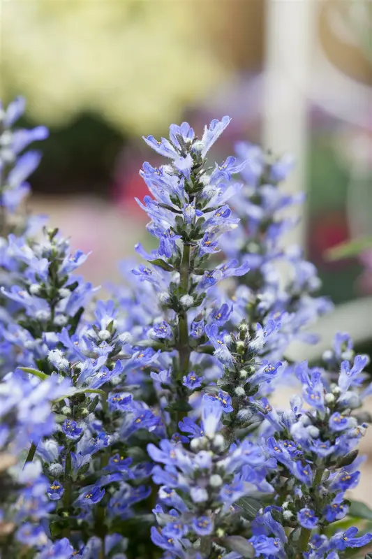 Ajuga reptans C2 - afbeelding 4