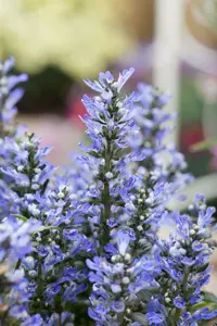 Ajuga reptans C2 - afbeelding 4