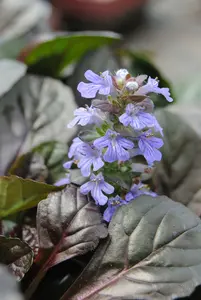 Ajuga reptans C2