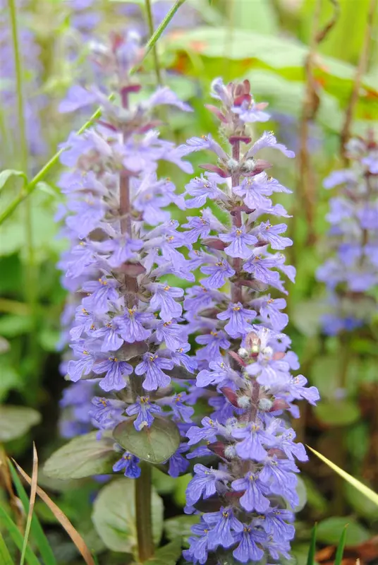 Ajuga reptans C2 - afbeelding 2