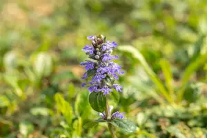 Ajuga reptans C2 - afbeelding 5