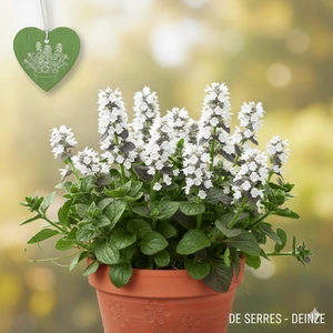 Ajuga reptans 'Sanne' P9