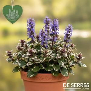 Ajuga reptans 'Variegata' P9