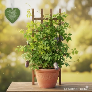 Akebia quinata C10 (175-200)