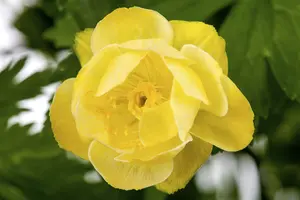 trollius hybr. 'alabaster' P9 - afbeelding 3
