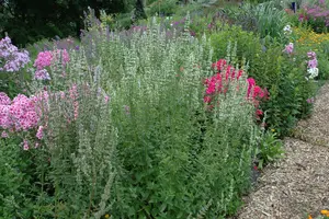 agastache rugosa 'alabaster' P9