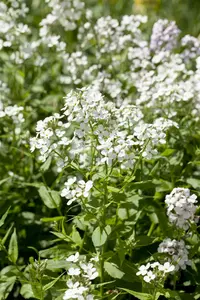 hesperis matronalis 'alba' P9