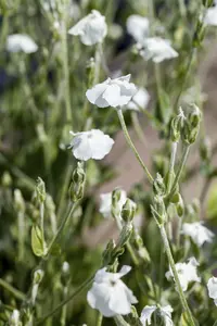 lychnis coronaria 'alba' P9 - afbeelding 2