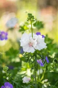 malva moschata 'alba' P9 - afbeelding 2