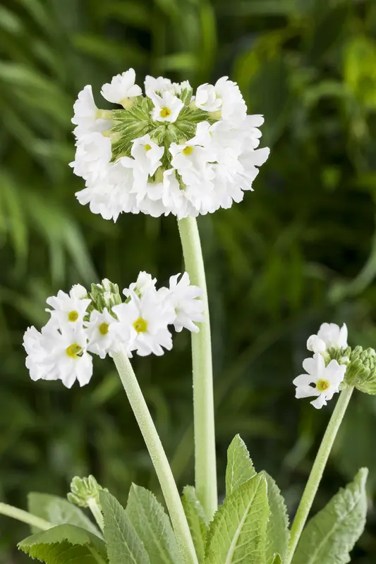 primula dent. 'alba' P9 - afbeelding 1
