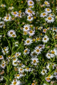 kalimeris incisa 'alba' P9 - afbeelding 4