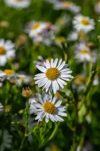 kalimeris incisa 'alba' P9 - afbeelding 5