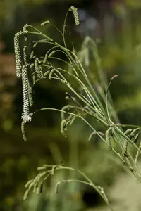 sanguisorba tenuif. 'alba' P9 - afbeelding 2