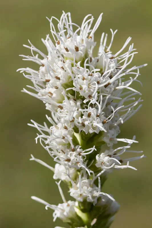 Liatris spic. 'Alba' P9 - afbeelding 1