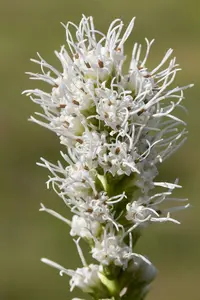 Liatris spic. 'Alba' P9 - afbeelding 1