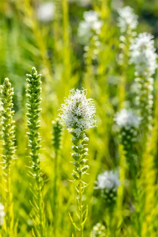 Liatris spic. 'Alba' P9 - afbeelding 4