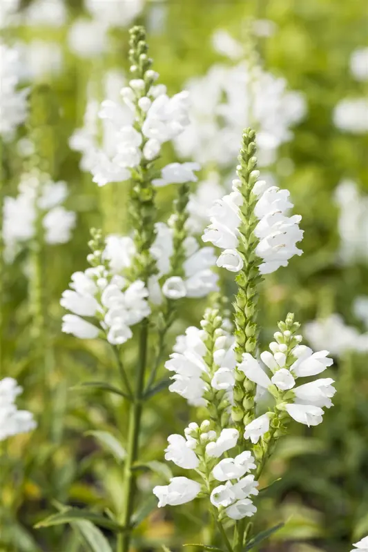 physostegia virg. 'alba' P9 - afbeelding 1