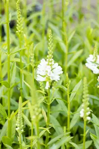 physostegia virg. 'alba' P9 - afbeelding 2