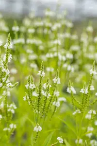 verbena hast. 'alba' P9 - afbeelding 2