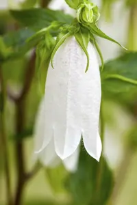 campanula latifolia var. alba P9 - afbeelding 5