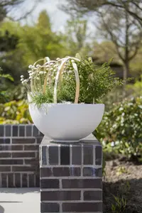 armeria mar. 'alba' P9 - afbeelding 5