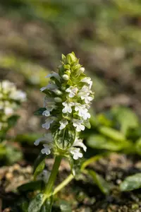 Ajuga rept. 'Alba' P9 - afbeelding 3