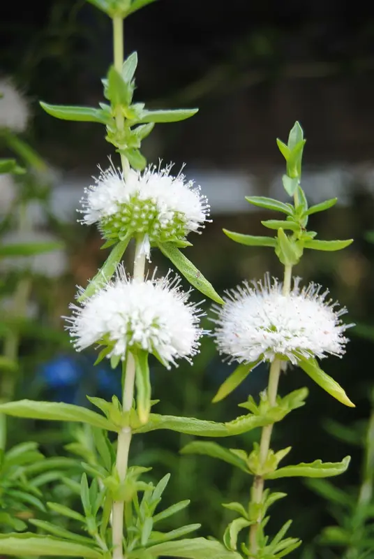mentha cervina 'alba' ( preslia cerv. 'alba') P9