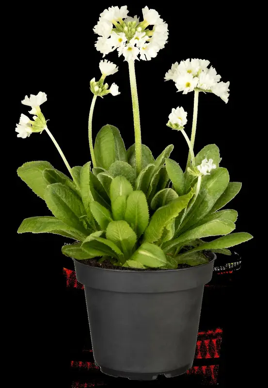 primula dent. 'alba' P9 - afbeelding 3