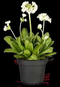 primula dent. 'alba' P9 - afbeelding 3