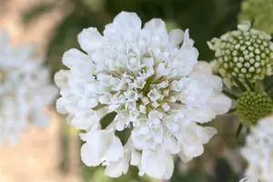 Alba - afbeelding 2