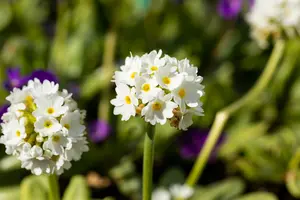 primula dent. 'alba' P9 - afbeelding 2