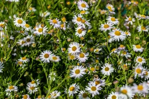 kalimeris incisa 'alba' P9 - afbeelding 3