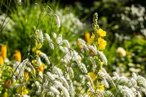 sanguisorba tenuif. 'alba' P9 - afbeelding 2