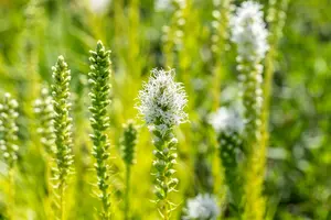 Liatris spic. 'Alba' P9 - afbeelding 3