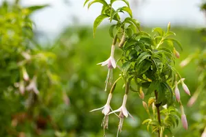 fuchsia magell. 'alba' ( 'molinae') P9 - afbeelding 2