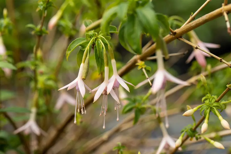 fuchsia magell. 'alba' ( 'molinae') P9 - afbeelding 2