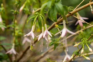 fuchsia magell. 'alba' ( 'molinae') P9 - afbeelding 2