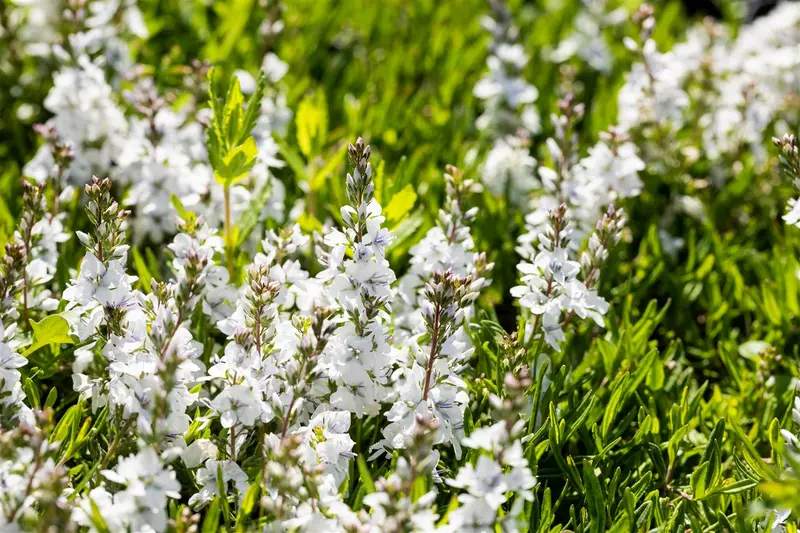 veronica prostr. 'alba' P9