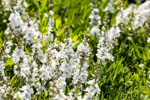 veronica prostr. 'alba' P9