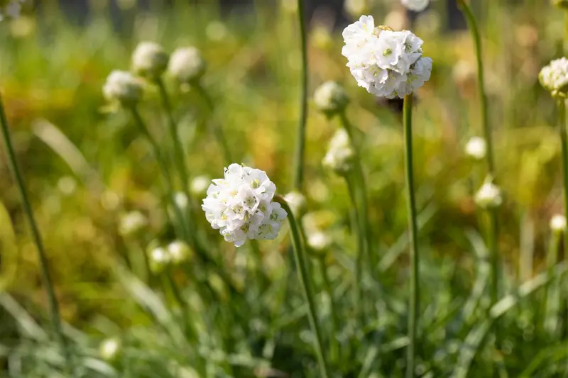 armeria mar. 'alba' P9 - afbeelding 3